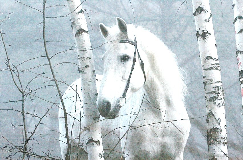 Белая лошадь - березы, лошадь, туман, лес - оригинал