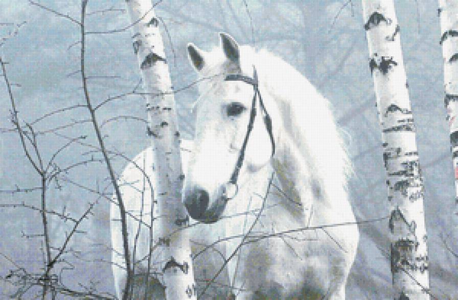 Белая лошадь - березы, туман, лошадь, лес - предпросмотр