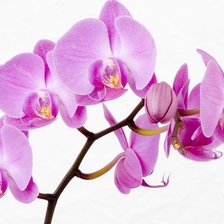 Оригинал схемы вышивки «орхидея» (№1225709)