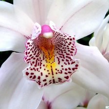Оригинал схемы вышивки «орхидея белая» (№1227240)