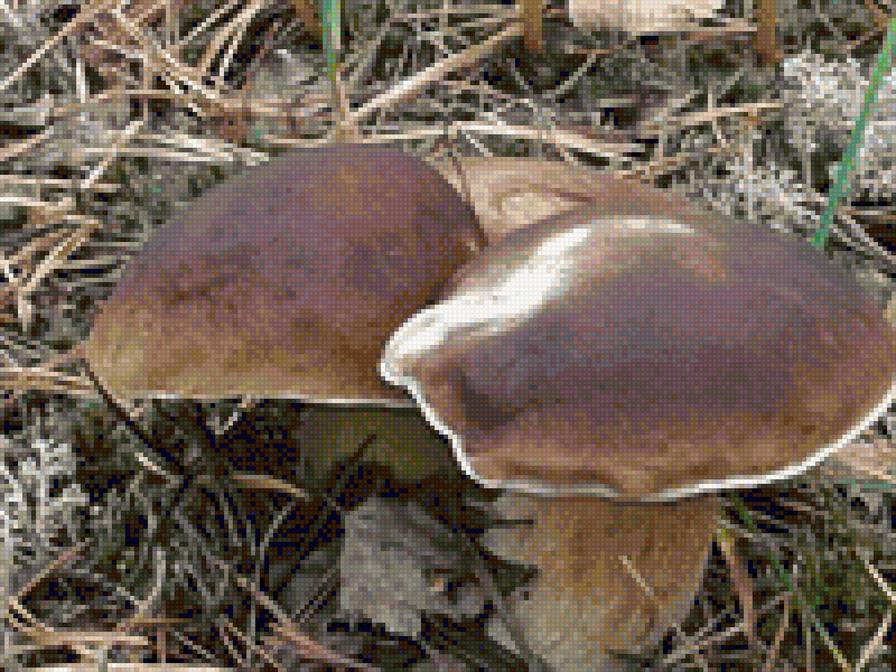 Грибы - грибы, осень - предпросмотр