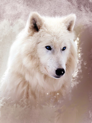 БЕЛЫЙ ВОЛК - by collin bogle, природа, белый волк, дикие животные - оригинал