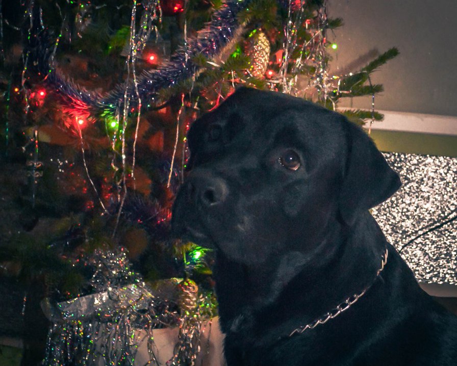 Лабрадор - новый год, лабрадор, собаки - оригинал