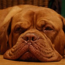 Схема вышивки «Dogue de Bordeaux»