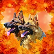 Схема вышивки «German Shepherds, Autumn»