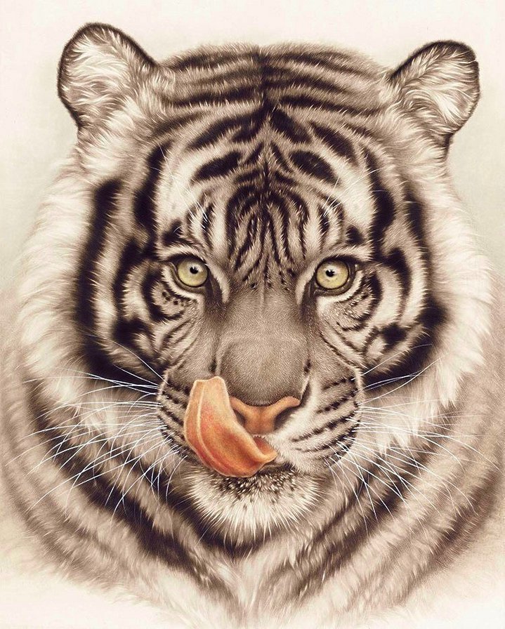 белый тигр - тигр, белый тигр, хищники - оригинал