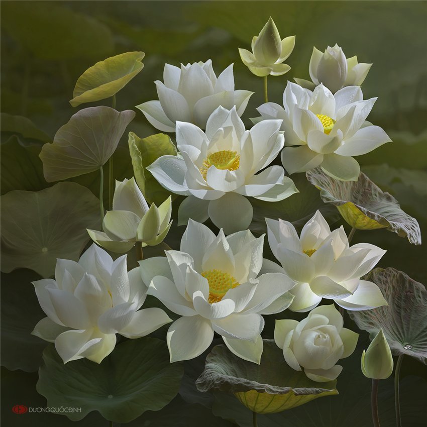 Белые лотосы - цветы, фауна, белые цветы, лотос - оригинал