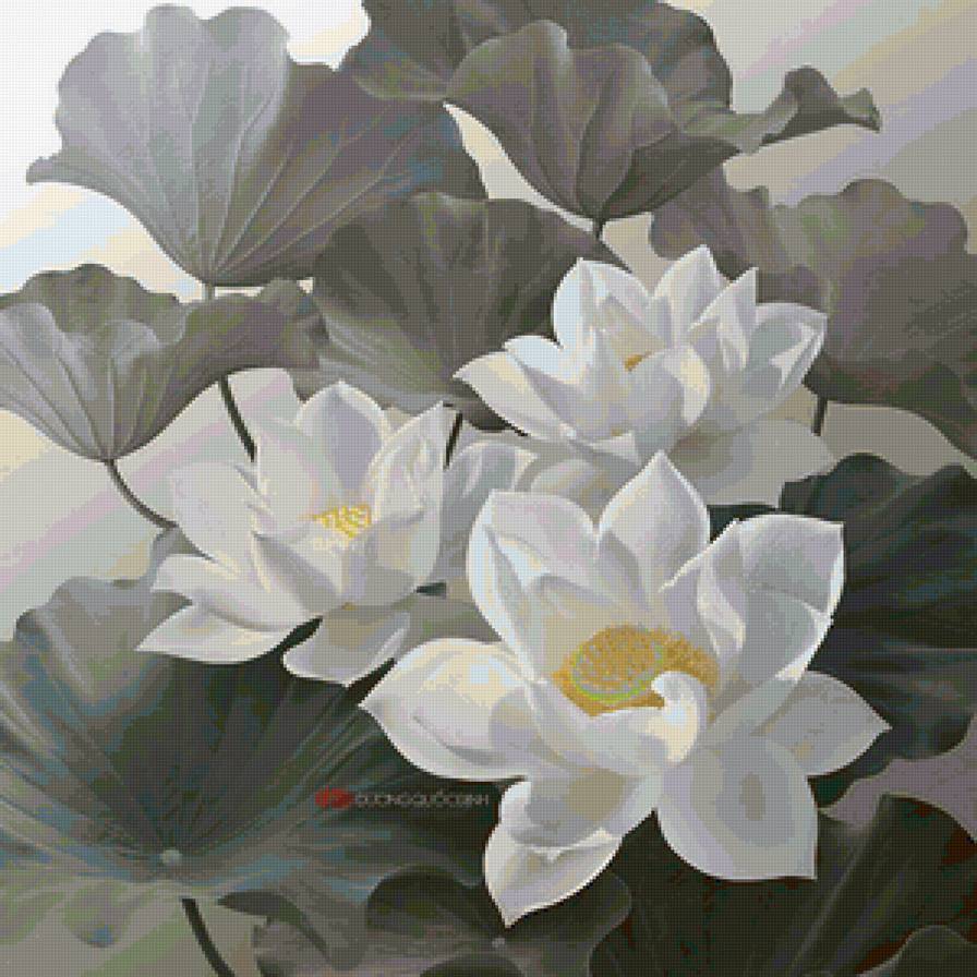 Белые лотосы - белые цветы, цветы, фауна, лотос - предпросмотр