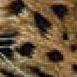 Предпросмотр схемы вышивки «леопард» (№1230510)