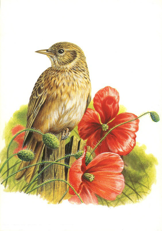 Птичка и маки - цветы, красные цветы, полевые цветы, пташка, птицы, птичка, маки, лето - оригинал