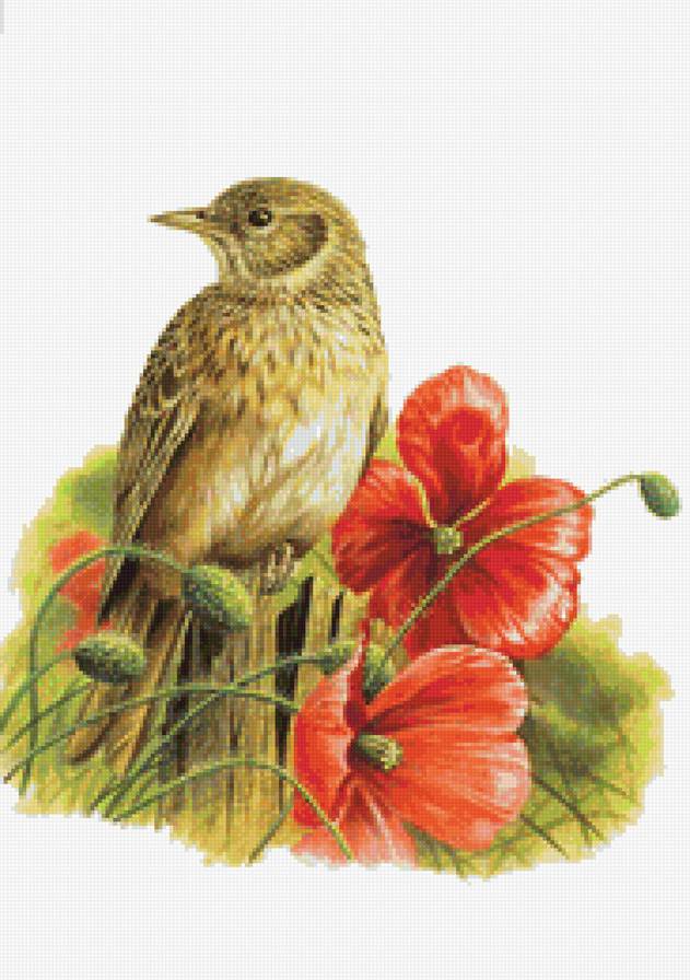 Птичка и маки - лето, цветы, птицы, красные цветы, пташка, полевые цветы, птичка, маки - предпросмотр