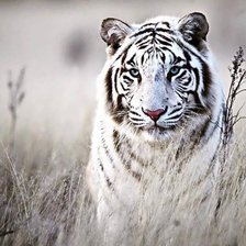 Схема вышивки «white tiger»