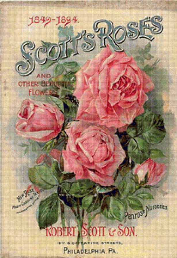 scott's roses - scott's roses - предпросмотр