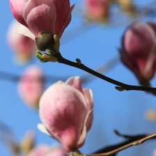 Оригинал схемы вышивки «magnolia» (№1233096)