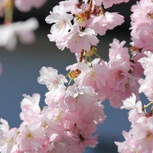 Схема вышивки «cherry blossom»