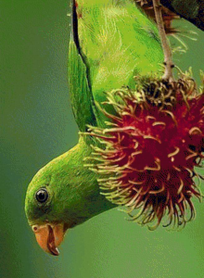 green parrot - green parrot - предпросмотр
