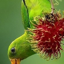 Схема вышивки «green parrot»