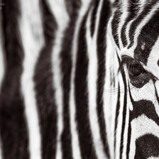 Схема вышивки «zebra»