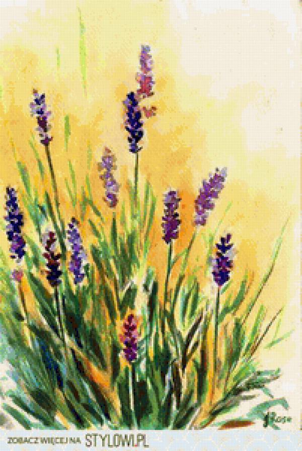 lavender - lavender - предпросмотр