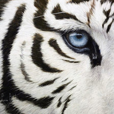 Оригинал схемы вышивки «белый тигр» (№1233322)