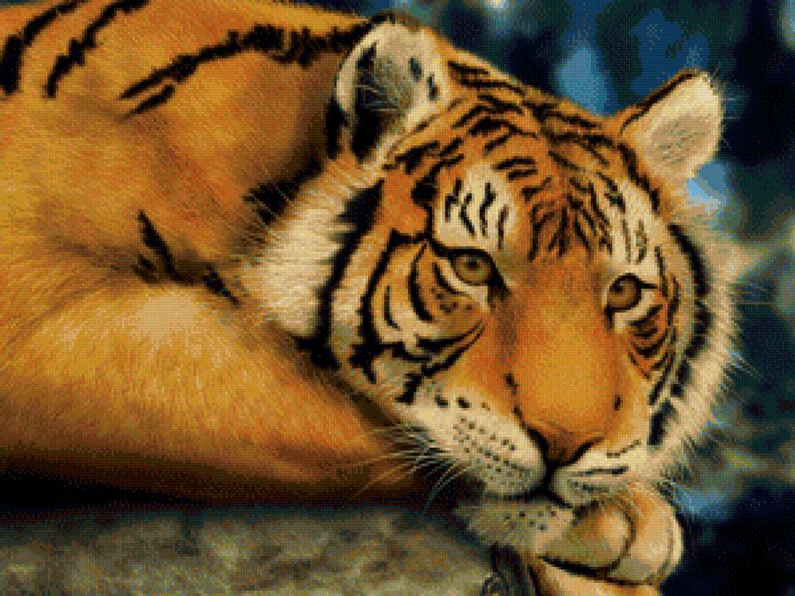 Дикие хищные кошки - животные, природа, тигры, тигр, анималисты, дикие хищные кошки - предпросмотр