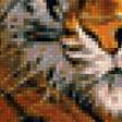 Предпросмотр схемы вышивки «тигр» (№1234912)