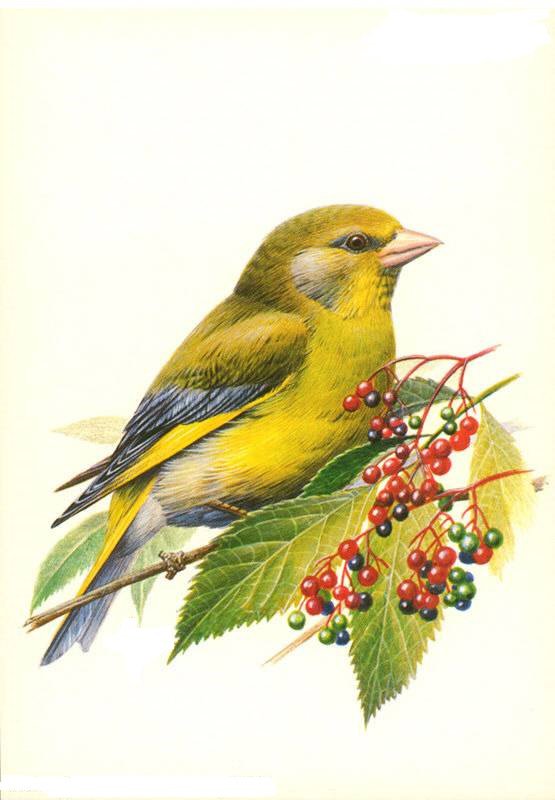 Птичка на ветке - пташка, ягоды, птица, лето, лист, ветка, птицы, живопись, листья, природа - оригинал