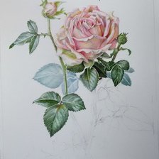 Оригинал схемы вышивки «Роза» (№1238508)