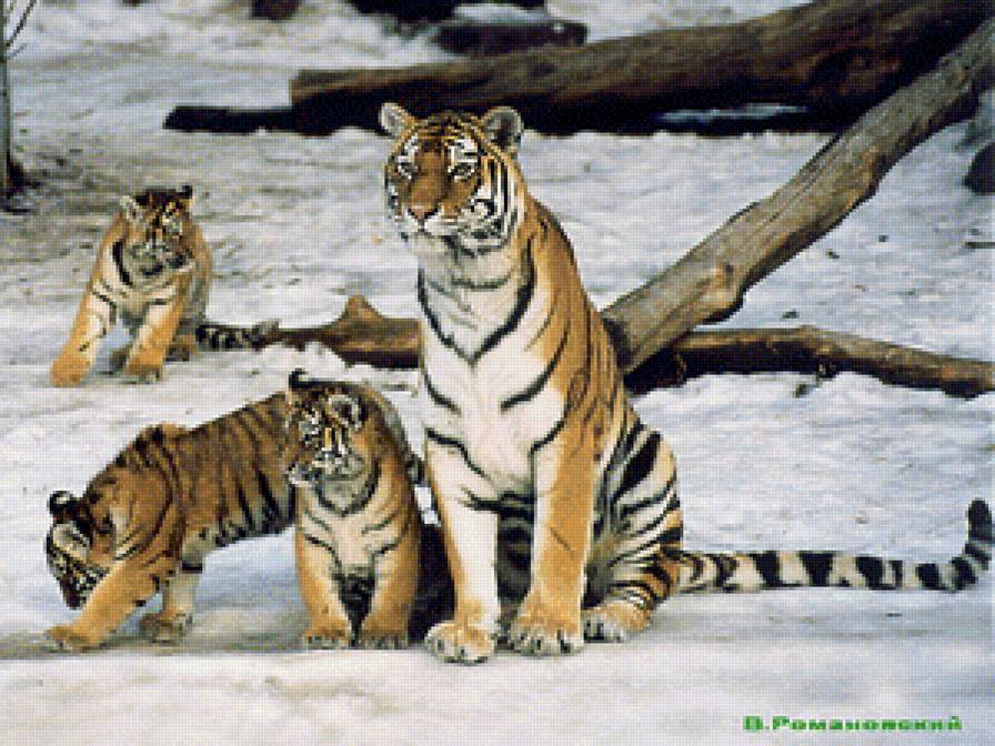 тигры - семья, животные, тигры - предпросмотр