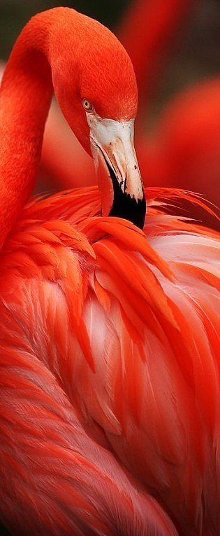 фламинго - птицы - оригинал