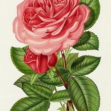 Оригинал схемы вышивки «роза» (№1238951)