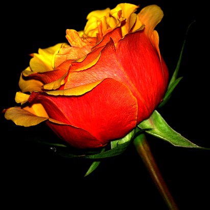 Желтая роза - роза, черный фон, красный, желтый - оригинал