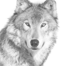 Оригинал схемы вышивки «wolf» (№1241907)