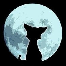 Кошка на фоне луны