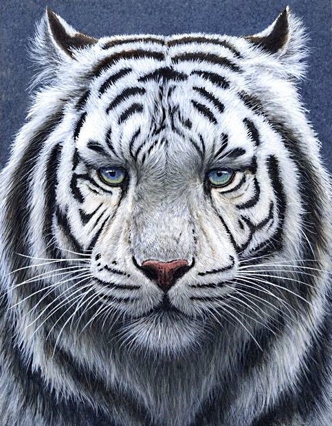 белый тигр - белый тигр, тигр, хищники - оригинал