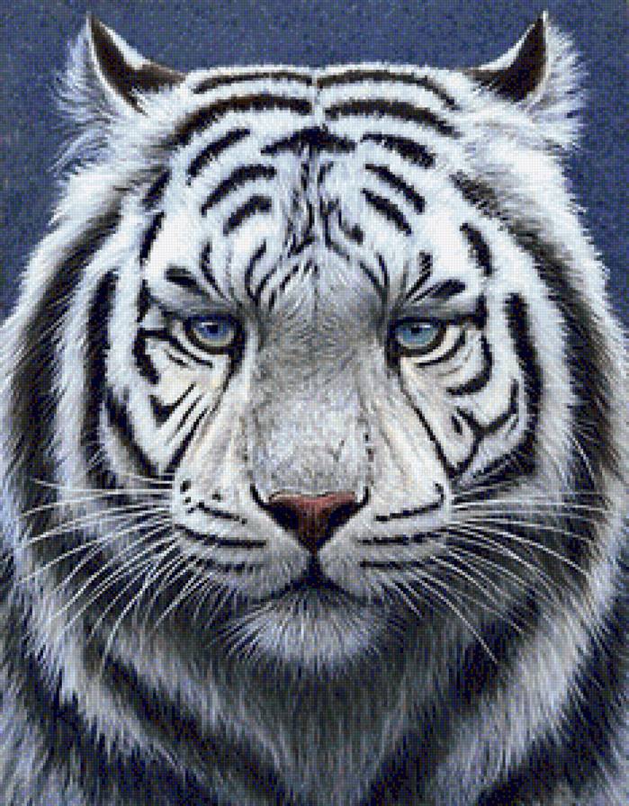 белый тигр - белый тигр, хищники, тигр - предпросмотр