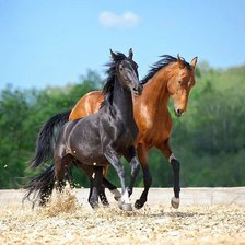 dwa konie