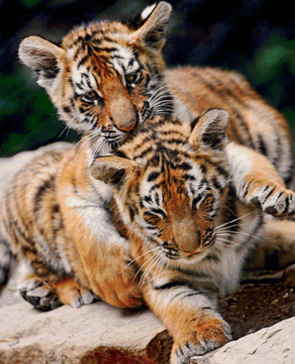 Тигрята - предпросмотр