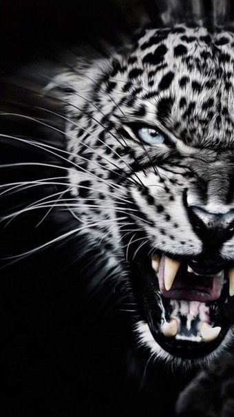 Леопар - звери, кошки - оригинал