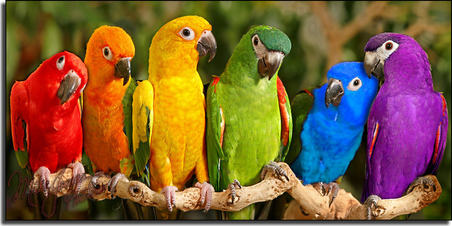 попугайчики - птицы - оригинал