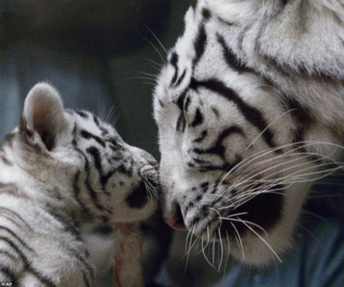 мамина любовь - тигренок, тигр - предпросмотр