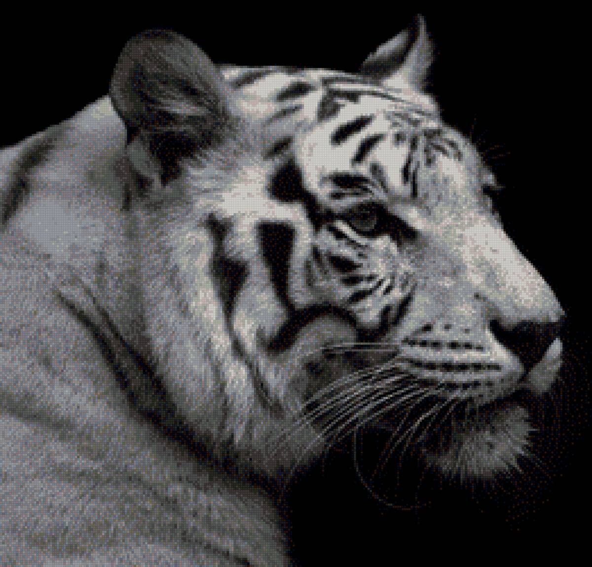 белый тигр - белый тигр, тигр - предпросмотр