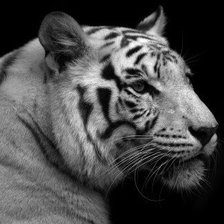 Оригинал схемы вышивки «белый тигр» (№1247657)