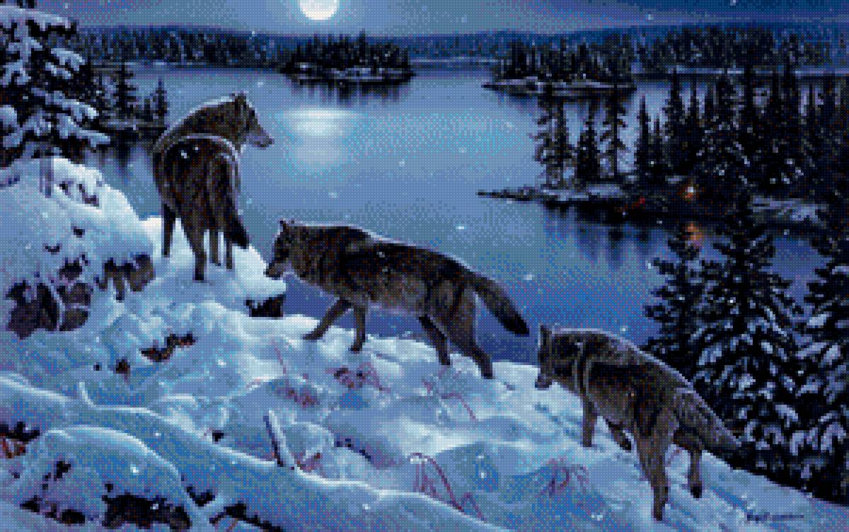 волки 4 - пара волков, стая волков, волки зимой, волки - предпросмотр
