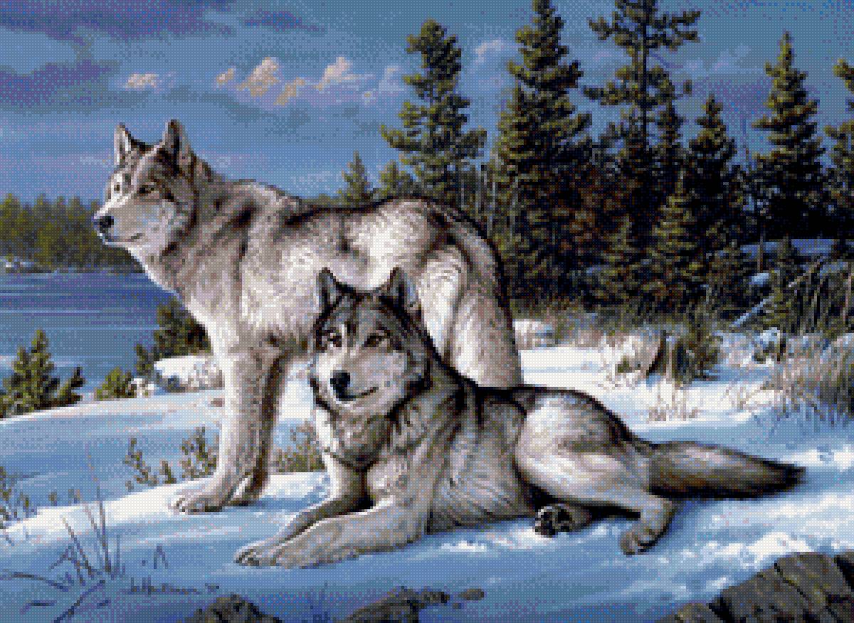 волки 5 - волки зимой, пара волков, волки - предпросмотр