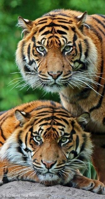 тигры - кошки - оригинал