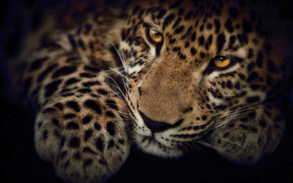 Леопард - леопард, кошка - предпросмотр