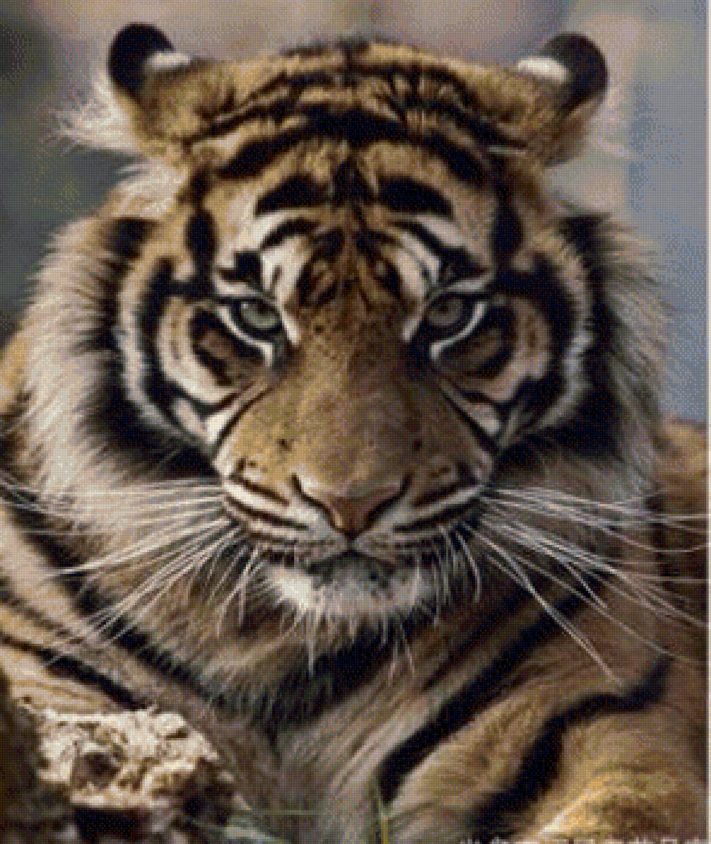 Тигр - тигр, большая кошка - предпросмотр