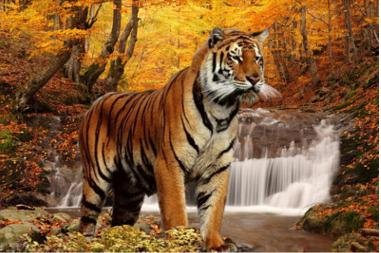 Тигр в осеннем лесу - большие кошки, лес, осень, тигры, природа - оригинал