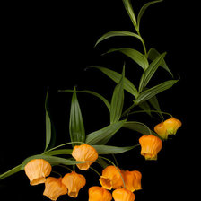 Оригинал схемы вышивки «Цветок. Фонарик. Оранж.» (№1250989)
